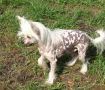 Vellar Pljus Maharadja Chinese Crested