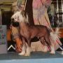 Triin's Talk Of The Town HL Chinese Crested