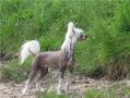 Zoltan Chinese Crested