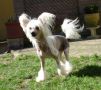 Rialo Mandarin of Moonswift Chinese Crested