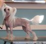Clezel's Black Confetti Magic Chinese Crested