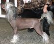Crest-Vue 4evers As Far As I Go Chinese Crested