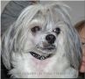 Szolohegyi Yuna Chinese Crested