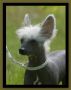 Dolly Daydream du Domaine du Prsident Chinese Crested