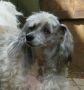 Orhids From China Silk Chinese Crested