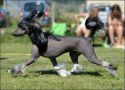 Arrow' Hope Sapphire Star Chinese Crested