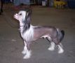 Se-Aires Am Idol Bo Bice At Tri-Cas Chinese Crested