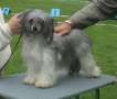 Cute and Crazy Cosmonova Chinese Crested