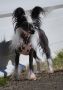 Esta Facination Chinese Crested