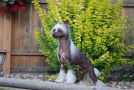 CH. CedarFrost Abercrombie Chinese Crested