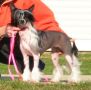 Sanuchar Surprise Its Me Juvani Chinese Crested