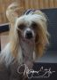 Multi GrCH, Multi CH, Multi JCH Magnus Staff Ezequiel the Gentelman Chinese Crested