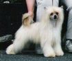 Kaycee's Meyer's Golden Ripple Chinese Crested