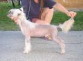 Tamerlan Beshtau Sabotaz Chinese Crested