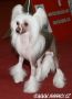 Request It Hot At N'co Chinese Crested