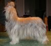 Beachcrest Chevelle Chinese Crested