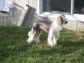Minimouse Nu Poils Chinese Crested