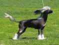 Twice as Nice Drama Queen Chinese Crested