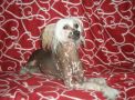 Welldan Vaikiki Lady Chinese Crested
