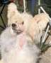 Greta Garbo Milfra-Moravia Chinese Crested