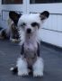 Inya Dreams Just Talk To The Hand Chinese Crested