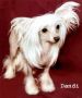 Dandi Amitycja Chinese Crested