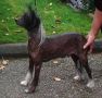 Moonswift Captain Prefix Chinese Crested