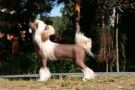 Incanto Del Mondo Avrora Chinese Crested