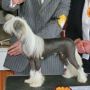 Vanitonia Blue Murder Chinese Crested
