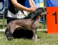 Crestwood Demands Respect Chinese Crested