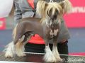 Viliam Monteka Chinese Crested
