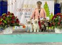 Rosa Belle Winning Smile Chinese Crested