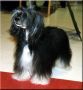Prefix Pallas Atena Chinese Crested