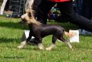Sasquehanna (fci) Decyzja Chinese Crested