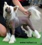 Kevin Modry kvet Chinese Crested