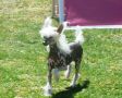 Madame Sisi Lis de Bullack Chinese Crested