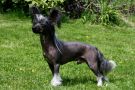 Asteriks Malenkiy Voin Lavandula Chinese Crested