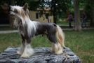 Olegro Katrin Shadow On Sand Chinese Crested