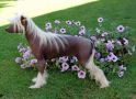 All Exclusive Stars Acro Chinese Crested