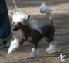 Crestwood Like It Or Not Chinese Crested