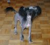 Crestars Hot On Your Heelz HL Chinese Crested