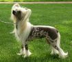 Joyway's Love Spell Chinese Crested