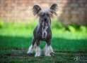 Destined for success Laminacka Chinese Crested