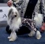 Be My Dog's Tie 'em Up Chinese Crested