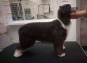 Apriori Vip Lege Artis Chinese Crested