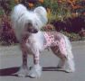 Fantastik Kashmir Faust De Vizard Chinese Crested