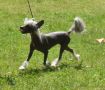 Mongoshi Lia Kes Chinese Crested