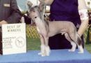 Gemstone's Dream Ketcher Chinese Crested