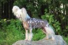 Tirlittan Powergirl Chinese Crested