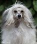 Flai Flau Iu Onli Iu Chinese Crested